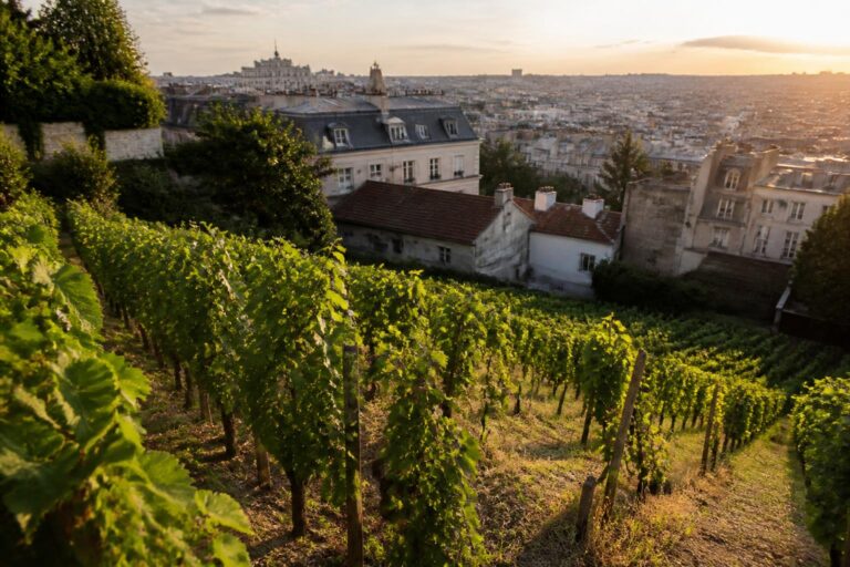 explorez l'histoire riche et les secrets fascinants des vignes du clos montmartre, un trésor caché au cœur de paris.